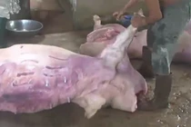 Mua lợn chết bốc mùi về xẻ thịt... đem đi bán