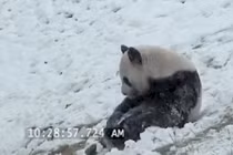 Chú gấu trúc phát cuồng lần đầu tiên thấy tuyết gây sốt