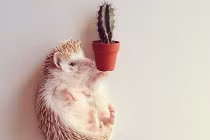 Khoảnh khắc dễ thương của nhím con