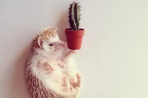 Khoảnh khắc dễ thương của nhím con