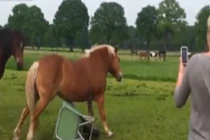 Những chú ngựa siêu hài hước