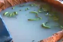 Phát hiện cơ sở dùng chất lạ để ngâm chuối