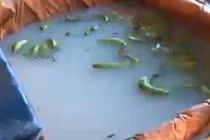 Phát hiện cơ sở dùng chất lạ để ngâm chuối