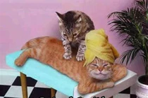 Ảnh chế động vật tỏ ra nguy hiểm (P21)