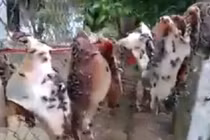 Kinh hãi cảnh mực khô phơi ruồi nhặng bâu kín