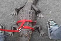 Khoảnh khắc hài hước: Dắt “thú cưng” đi dạo