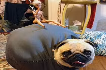 Động vật hóa trang nghộ nghĩnh