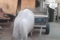 Chú bò thông minh nhất trái đất