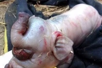 Lợn đẻ ra "voi" ở Nghệ An
