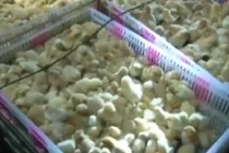 Dùng xuồng cao tốc chở 20 nghìn con gà lậu vào VN