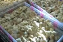 Dùng xuồng cao tốc chở 20 nghìn con gà lậu vào VN