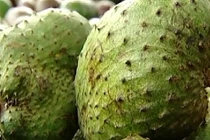 Thực hư tin đồn mãng cầu xiêm chữa ung thư