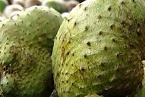 Thực hư tin đồn mãng cầu xiêm chữa ung thư