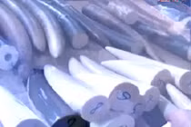 113 Online 11/6: 110 kg ngà voi tuồn vào Việt Nam