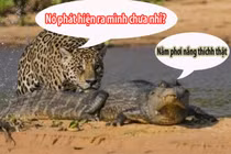 Cười nắc nẻ với cuộc đi săn của báo