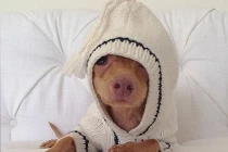 Khoảnh khắc dễ thương của chú chó răng "chìa"