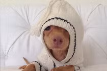 Khoảnh khắc dễ thương của chú chó răng "chìa"