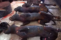 Ghê rợn cảnh chó, chuột chết bày bán la liệt ở chợ