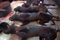 Ghê rợn cảnh chó, chuột chết bày bán la liệt ở chợ