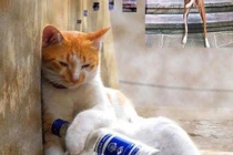 Khi động vật tỏ ra “nguy hiểm” (P9)