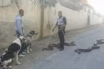 Dắt "thú cưng" đi dạo