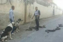 Dắt "thú cưng" đi dạo