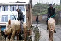 Lão nông 68 tuổi cưỡi lợn đi chợ