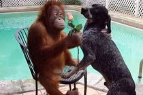 Khi động vật “tỏ tình“