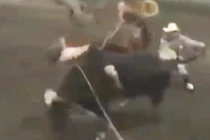 Cô gái liều mình thách đấu với... bò tót