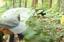 Tròn một năm về làng, cha con người rừng giờ ra sao?