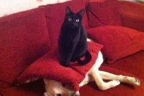 Khoảnh khắc dễ thương của động vật (4)