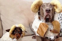 Khoảnh khắc đáng yêu của hai chú chó