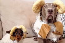 Khoảnh khắc đáng yêu của hai chú chó