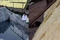 Nôn ọe miến ăn hàng ngày phơi cạnh hố phân... ruồi bu đầy