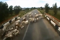 Xe chở gỗ nghiền nát từng chú dê trên đường