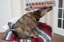 Thú vị loạt ảnh chó là xiếc điêu luyện