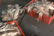 Mực đang phân hủy tuồn ra thị trường Hà Nội