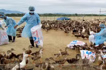 Clip xuất hiện virus cúm mới độc lực cao ở Hà Tĩnh