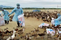 Clip xuất hiện virus cúm mới độc lực cao ở Hà Tĩnh