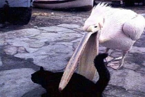 Chộp khoảnh khắc hài hước trong cuộc sống (107)