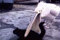 Chộp khoảnh khắc hài hước trong cuộc sống (107)