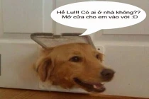 Giây phút “nguy hiểm” của động vật (37)