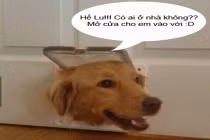 Giây phút “nguy hiểm” của động vật (37)