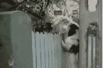 Ảnh động cười toe toét: Cún vượt rào (P65)