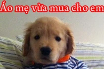 Giây phút “nguy hiểm” của động vật (27)