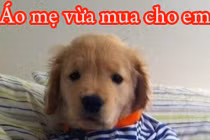 Giây phút “nguy hiểm” của động vật (27)