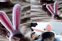 Ảnh cười Facebook: Rắn biến hình?