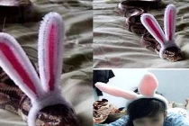 Ảnh cười Facebook: Rắn biến hình?