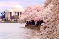 Hoa anh đào khoe sắc rực rỡ