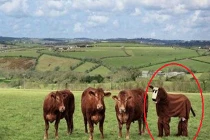 Chộp khoảnh khắc hài hước của cuộc sống (70)